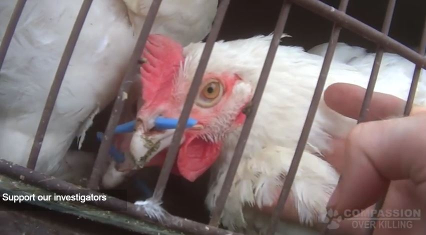 Crueldad en Tyson Foods: Te retamos a comer pollo después de ver este video