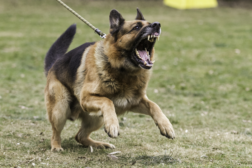 Quién paga si un perro ajeno te ataca y lesiona en California