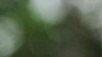 Shakira y Carlos Vives