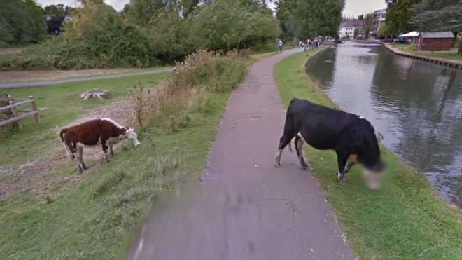Una de las vacas captadas en un camino en Cambridge, apareció con la cabeza difuminada en  Google Street View.