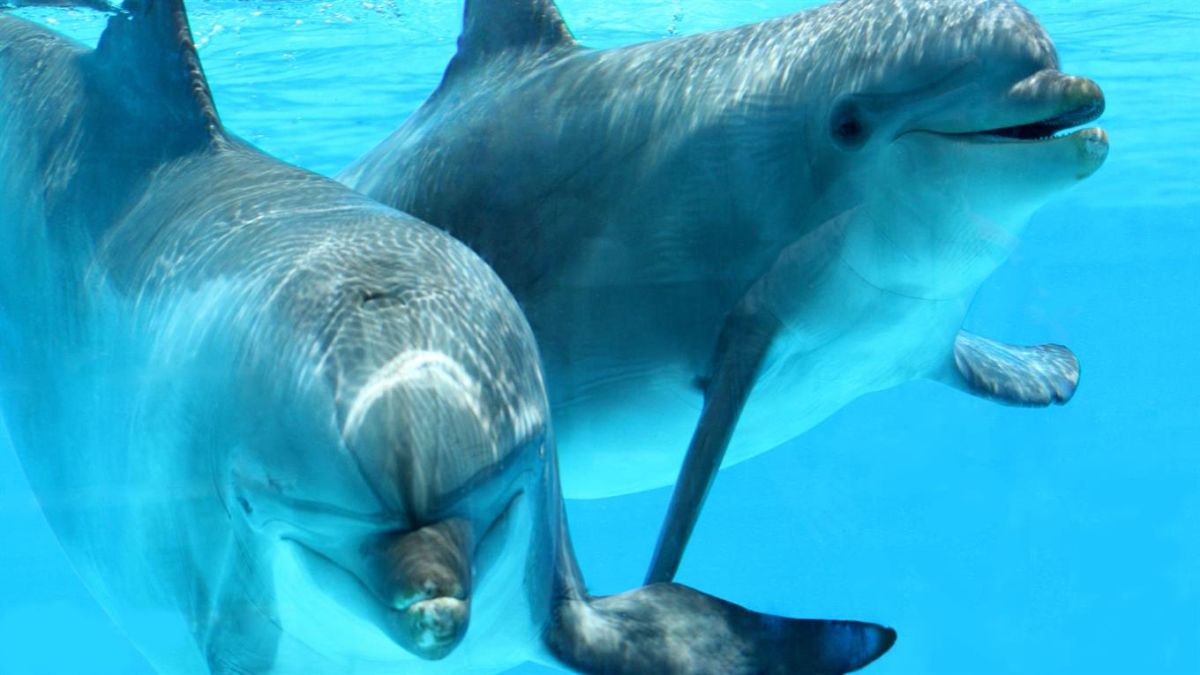 ¿De qué hablan los delfines? 