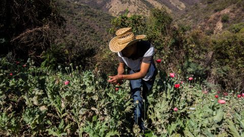 MEXICO-DRUG-TRAFFICKING-POPPIES