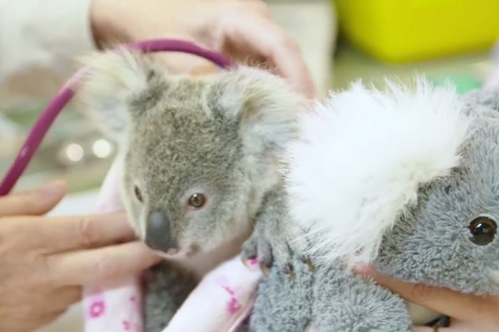 Video El Bebe Koala Que Perdio A Su Madre Tragicamente Y Ahora Se Aferra A Un Muneco La Opinion