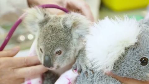 koala bebe