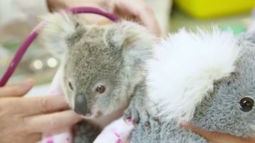 koala bebe