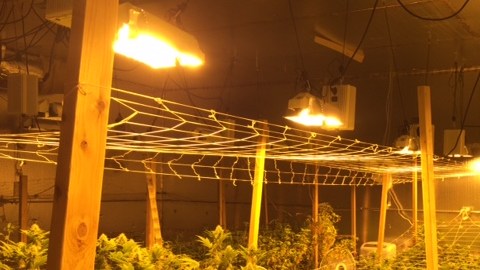 Las autoridades encontraron alrededor de 2,200 plantas de marihuana, junto con 40 libras de "mota" ya lista para la venta. /Cortesia del Sheriff