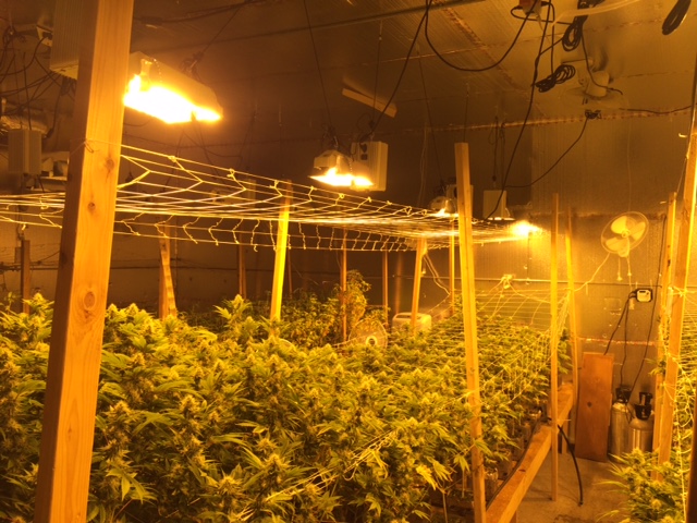 Las autoridades encontraron alrededor de 2,200 plantas de marihuana, junto con 40 libras de "mota" ya lista para la venta.