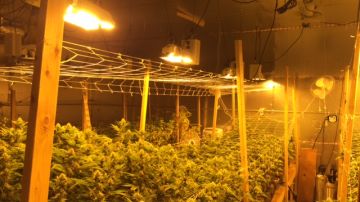 Las autoridades encontraron alrededor de 2,200 plantas de marihuana, junto con 40 libras de "mota" ya lista para la venta. /Cortesia del Sheriff