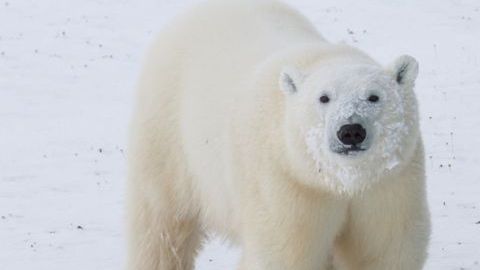 oso-polar