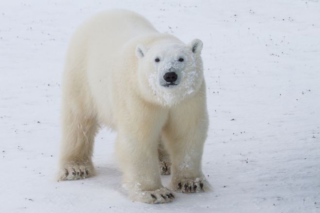 Los osos polares son una especies protegida.