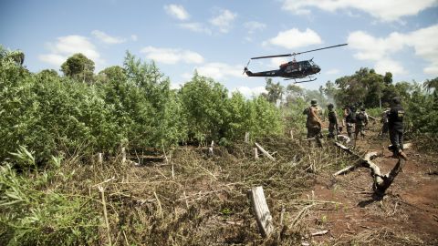 DESTRUYEN 334 HECTÁREAS DE MARIHUANA CERCA DE FRONTERA PARAGUAYA CON BRASIL