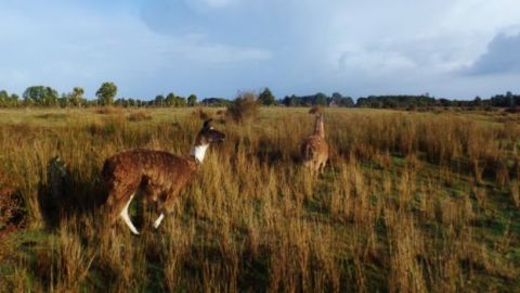 Llamas en la zona y parientes de las "paleollamas", los antiguos habitantes en Monte Verde.