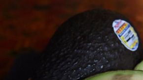 La siembra clandestina de aguacate destruye, en promedio, entre 600 y 1,000 hectáreas al año.