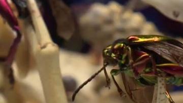insecto