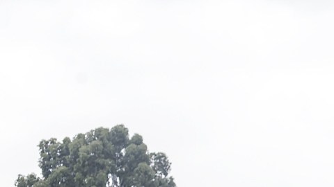 César posa con el logo del centenario de las Águilas.