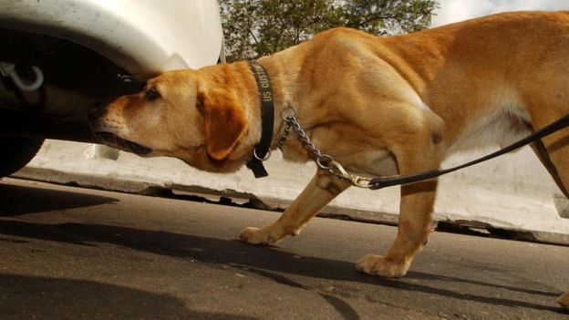 Un perro anti narcóticos revisa la parte de abajo de un vehículoImage copyrightGETTY IMAGES Image caption Los perros entrenados para detectar narcóticos son una pieza fundamental de la inspección.