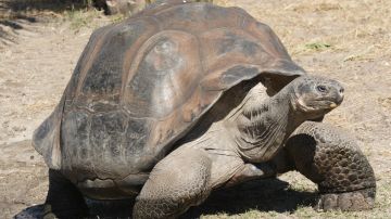 La tortuga del desierto es endémica del suroeste de Estados Unidos y del noroeste de México.
