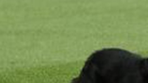 El gato negro que se paseó en Anfield antes del partido entre Manchester United y Liverpool de la fecha 8 de la Premier League.