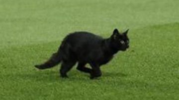 El gato negro que se paseó en Anfield antes del partido entre Manchester United y Liverpool de la fecha 8 de la Premier League.