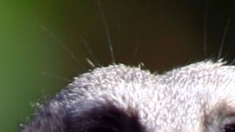 suricata