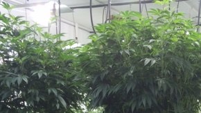 Más de 4 mil plantas de marihuana fueron ocupadas en Compton.