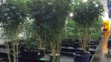 Más de 4 mil plantas de marihuana fueron ocupadas en Compton.