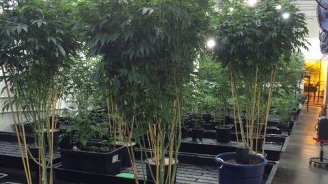 Más de 4 mil plantas de marihuana fueron ocupadas en Compton.