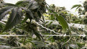 El invernadero era una sofisticada instalación en varias de las unidades del centro, ubicado en Canyon Country.