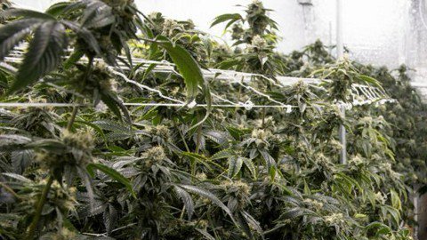 El invernadero era una sofisticada instalación en varias de las unidades del centro, ubicado en Canyon Country.