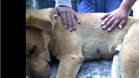 El animal es atendido por activistas.