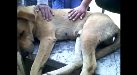 El animal es atendido por activistas.