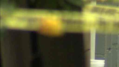 El violento enfrentamiento en un domicilio de West Adams se saldó con cuatro muertos y once heridos.