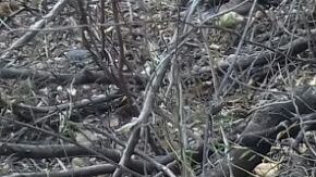 Fosas clandestinas