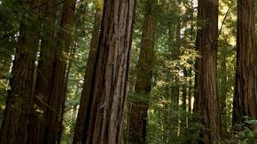 La organización Save the Redwoods League está obsequiando 130,000 entradas a parques en todo California.