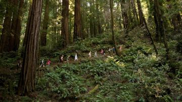 La organización Save the Redwoods League está obsequiando 130,000 entradas a parques en todo California.
