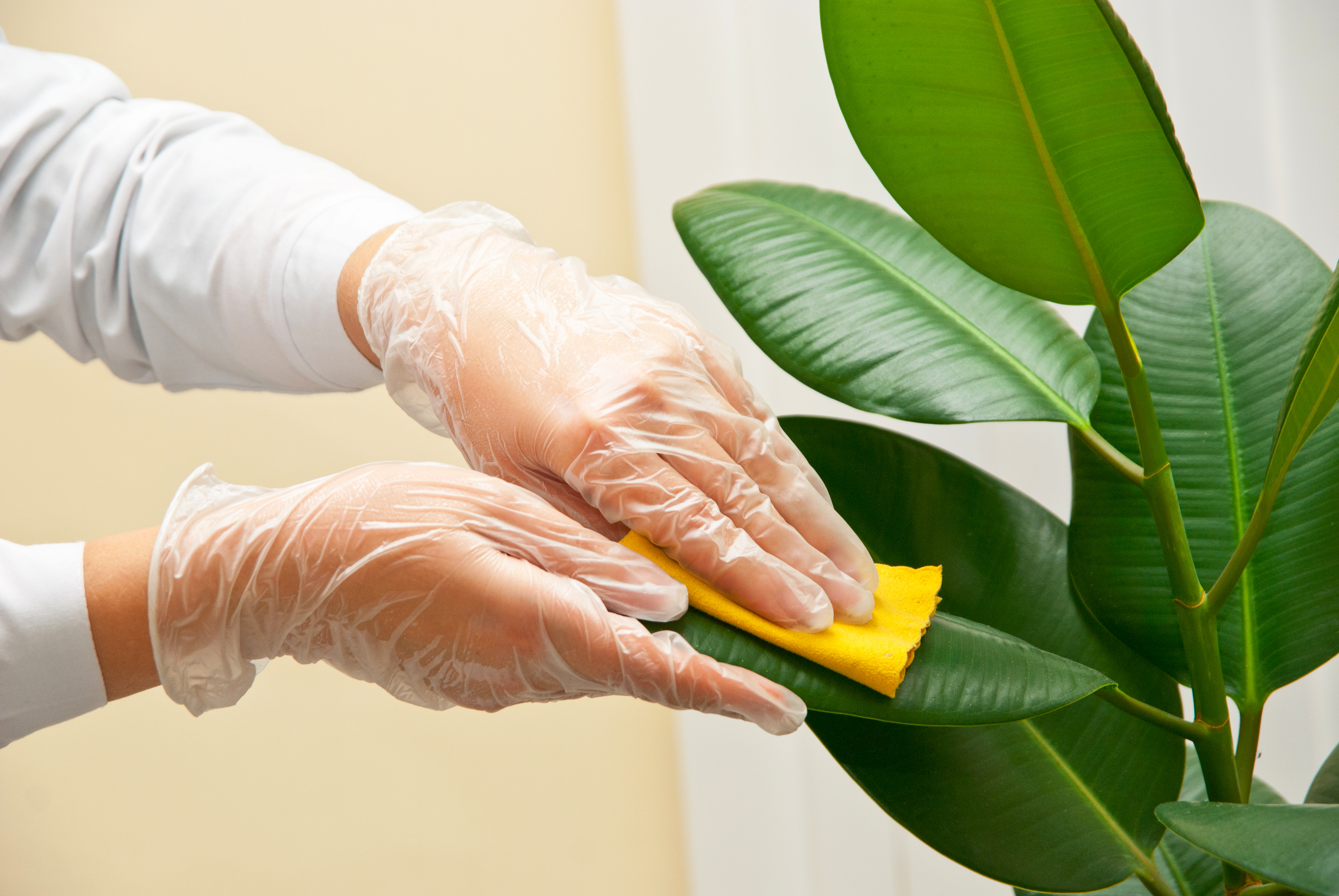 Para limpiar las plantas se puede usar un trapo suave húmedo o uno de microfibra.