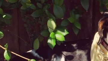 Mika, la perrita extraviada.