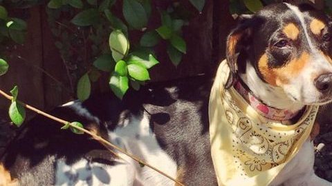 Mika, la perrita extraviada.