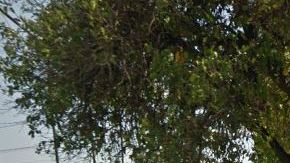 La ley protege a las comunidades.