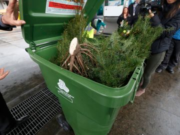 Remueve todas las decoraciones del árbol de Navidad y córtalo en pedazos para ponerlo en el recipiente verde. (Aurelia Ventura/ La Opinion)