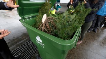 Remueve todas las decoraciones del árbol de Navidad y córtalo en pedazos para ponerlo en el recipiente verde. (Aurelia Ventura/ La Opinion)
