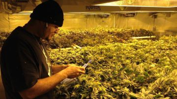 En varios estados la cosecha, venta y el consumo de marihuana ya es legal.