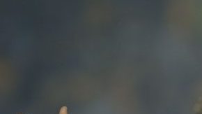 Gignac respondió con humor a críticas vertidas por el "Pentapichichi".