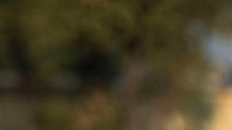 Además de los celestes, América y Monterrey pintan para campeones, según la vidente.