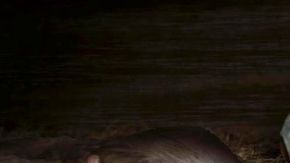 Hay varias descripciones diferentes sobre el Chupacabras.