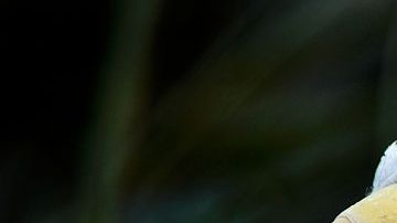 Un águila calva en el ZoológicoNnacional Smithsonian.