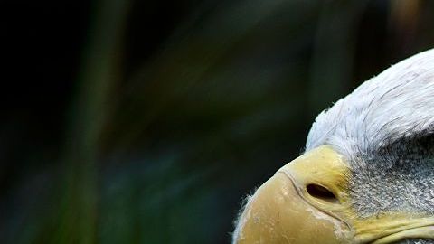 Un águila calva en el ZoológicoNnacional Smithsonian.