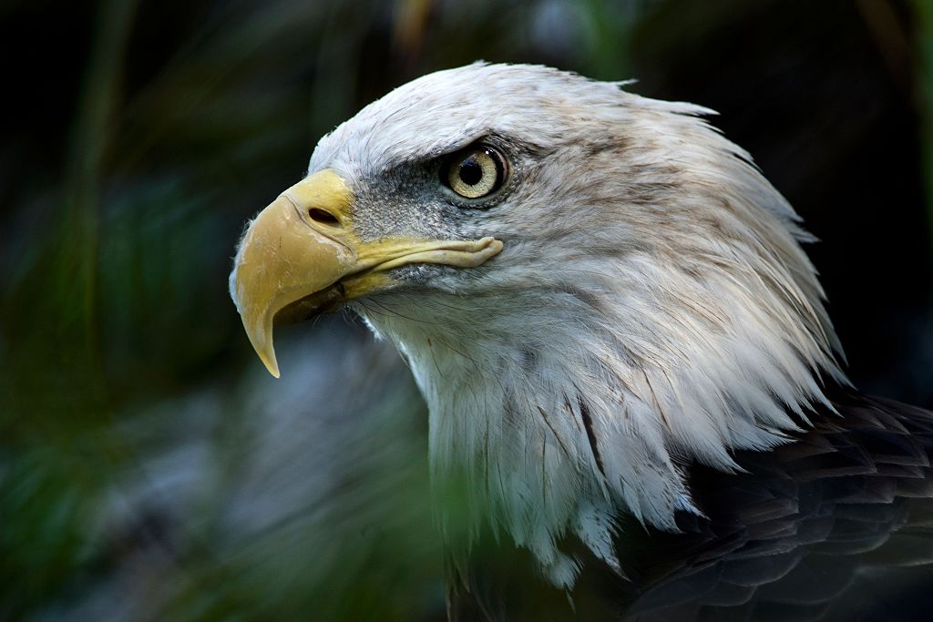 Viral: Un águila calva se une a un homenaje para conmemorar el 9/11 en  Minnesota - La Opinión