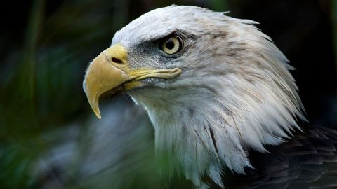 Un águila calva en el ZoológicoNnacional Smithsonian.