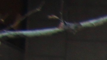 Más del 50% de los habitantes de California son hispanos.